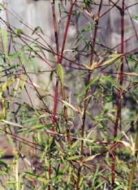 F. nitida 'Jiuzhaigou'